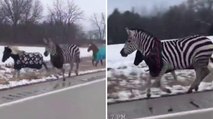 Cosa ci fa una zebra nell’Illinois? Il video di un automobilista diventa virale