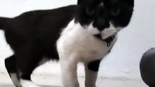 KUCING PEMALASS