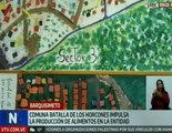 Comuna Batalla de los Horcones garantiza producción de alimentos para el beneficio de sus habitantes