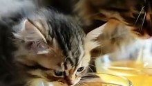 cute cat and kitten eating asmr food #cat #catvideos #funnyanimal