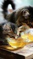 cute cat and kitten eating asmr food #cat #catvideos #funnyanimal