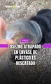 Osezno atrapado en envase de plástico es rescatado