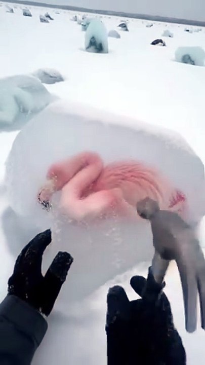 Freeing The Frozen Flamingo in Arctic #arctic  #animal #frozen  #ice #flamingo  #ai #sora2
