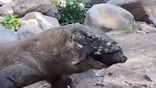 A Komodo dragon ingests feral piglet prey 🔥