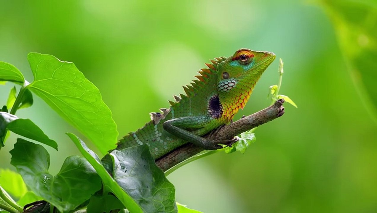 Lézard vert