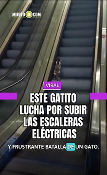 Este gato lucha por subir las escaleras eléctricas