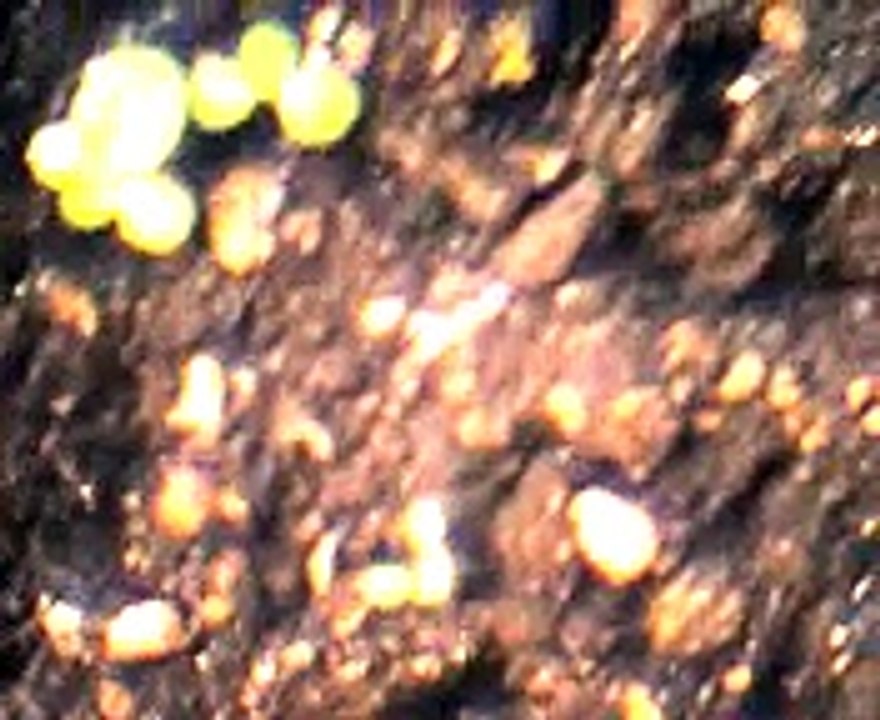 Growing Tobacco Plants part 3