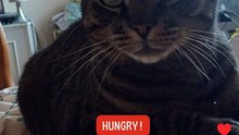 Harry the cat wants his humans to feed him