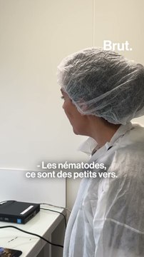 Ce vers invisible peut détruire nos forêts