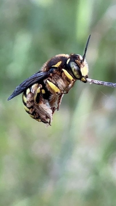 Le boys club de dodo d'abeilles