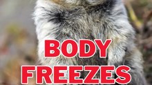 Arctic Ground Squirrel | The Animal That Can Shut Down Its  Body