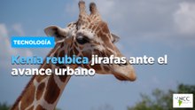 Kenia reubica jirafas ante el avance urbano