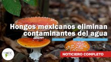 Hongos mexicanos eliminan contaminantes del agua | 833 | 26 de enero al 01 de febrero 2026