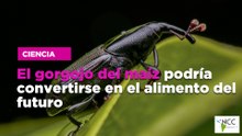 El gorgojo del maíz podría convertirse en el alimento del futuro