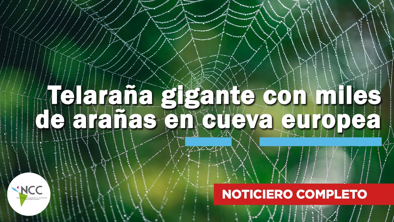 Telaraña gigante con miles de arañas en cueva europea | 832 | 26 de enero al 01 de febrero 2026