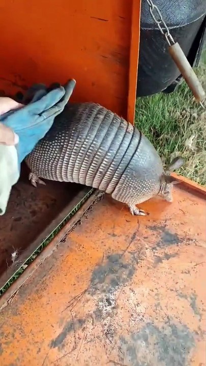 Tatu-galinha é capturado pela Defesa Civil no centro de Iporã