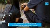 Rescataron a un perrito salchicha en La Plata tras una denuncia por maltrato animal