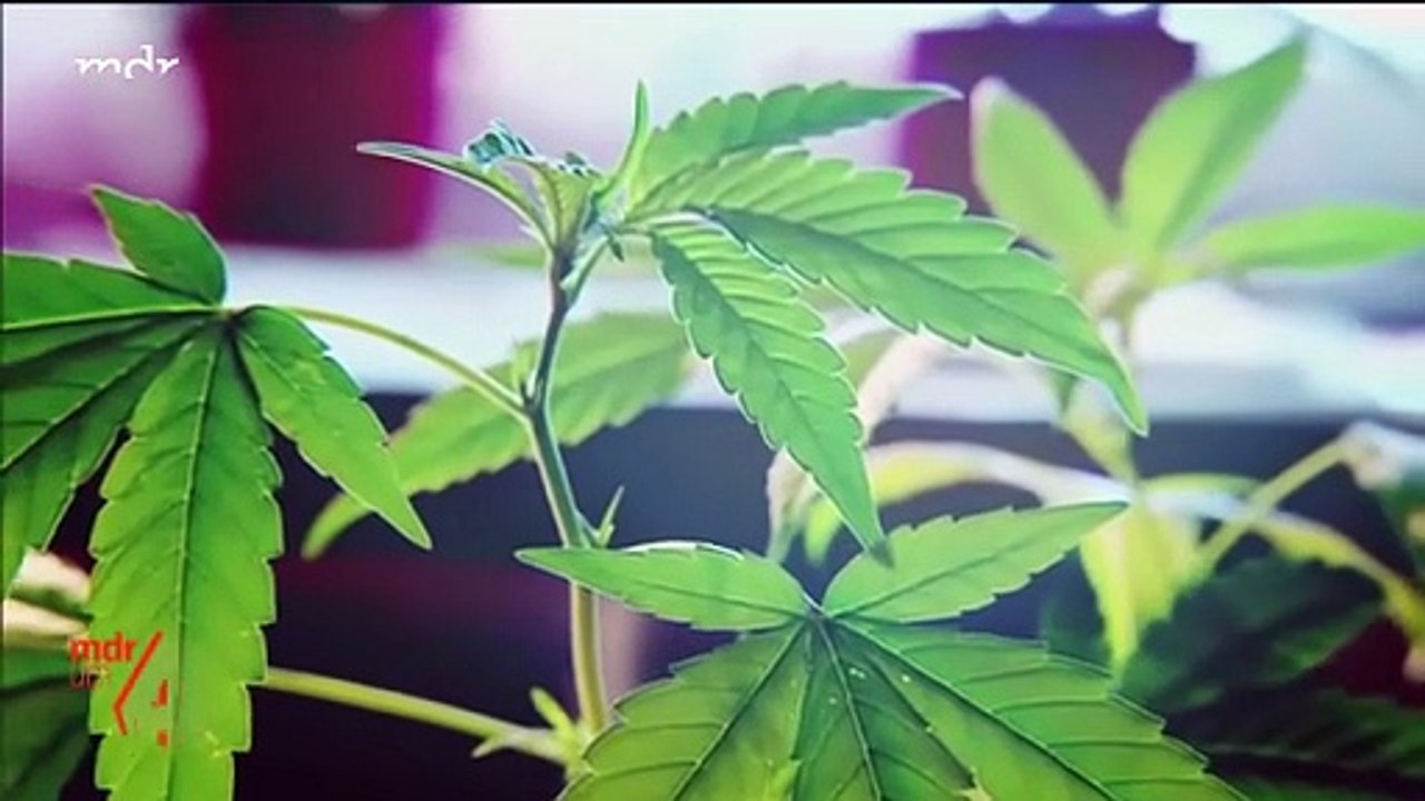 Cannabis Social Club - Rechte, Pflichten , CSC Leipzig hinter den Kulissen   CSC, GRATIS HANPFLANZEN CANNABIS SOCIAL CLUB, #CSC, GRATIS, #HANPFLANZEN,   #CANNABIS SOCIAL CLUB, CSC, #GRATIS HANPFLANZEN, #CannabisSocialClub,