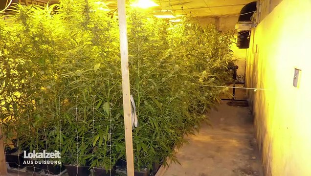 die Legalisierung einer illegalen cannabis plantage WDR lokalzeit CSC, GRATIS HANPFLANZEN CANNABIS SOCIAL CLUB, #CSC, GRATIS, #HANPFLANZEN, #CANNABIS SOCIAL CLUB, CSC, #GRATIS HANPFLANZEN, #CannabisSocialClub,