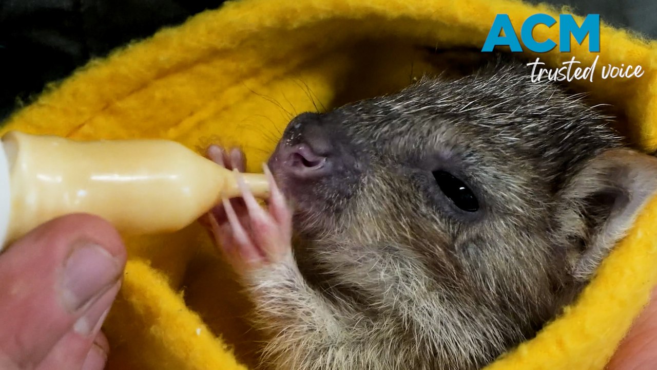 Orphaned rufous bettong joey adopted by human dad