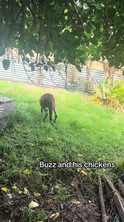 Australian kangaroo 🦘