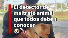 ¿Qué es el violentómetro animal y por qué podría ayudar a Nuevo León?