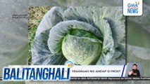 Ilang pananim, muling tinamaan ng andap o frost | Balitanghali