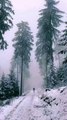 Peaceful Winter Forest Walk | Relaxing Nature Music