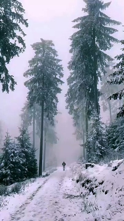 Peaceful Winter Forest Walk | Relaxing Nature Music