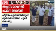 പാലക്കാട്‌ തച്ചമ്പാറയിൽ പുലി ഇറങ്ങി;വീട്ടിൽ വളർത്തിയിരുന്ന മൂരികിടാവിനെ പുലി കടിച്ച് കൊന്നു