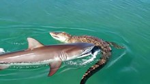 Shark VS Crocodile Who will win?