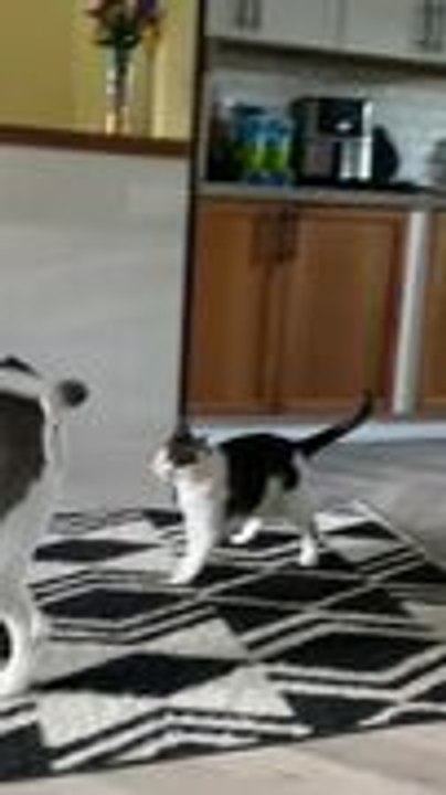 Cat and Dog Playfully Fight With Each Other