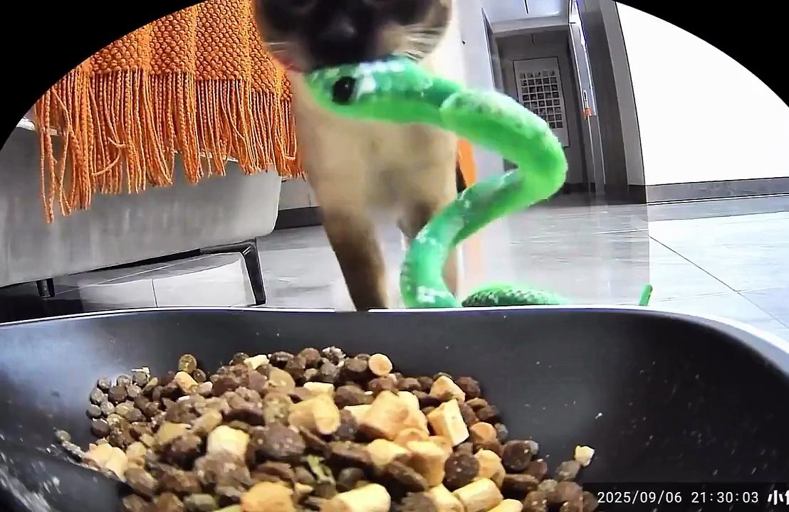 Coexistence 101: This Kitty is Taking it Too Literally!