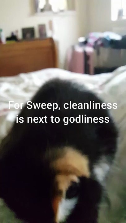 Bath time for Sweep