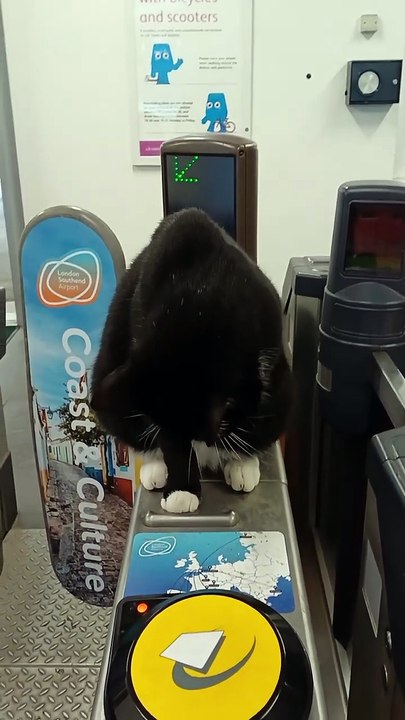 The station cat at Thorpe Bay Rail station 🚉 in Essex