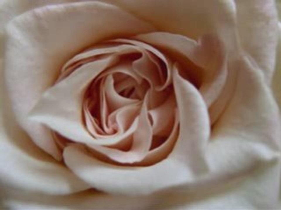 Mariée en roses