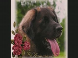 Un Leonberg prénommé Antonin
