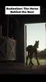 Budweiser Introduces a New Generation of Clydesdales in Super Bowl LX Teaser “Foal”