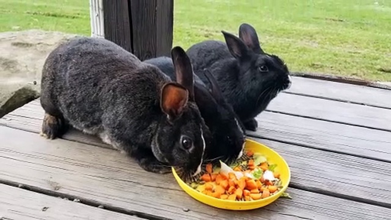Oh no, the bunny swarm has invaded our porch! | #SparklegleamFarm #Bunny #homestead #rabbit #farmanimals #cute