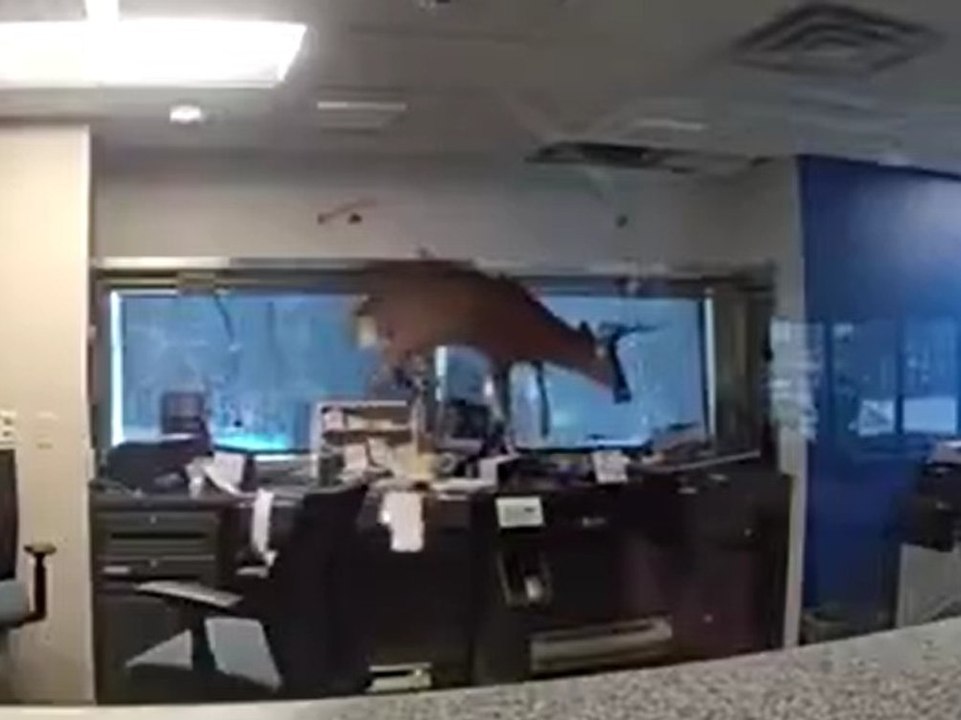 Rehbock randaliert in bankfiliale