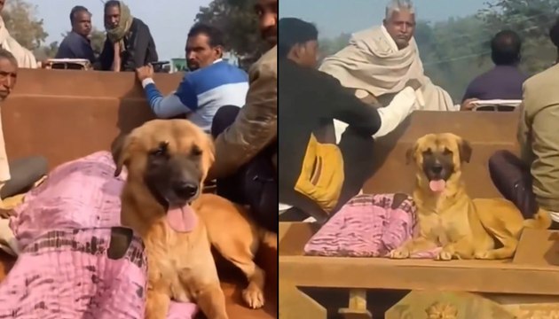VIRAL | Loyal Pet Dog Guards Owner’s Body All Night | MP News
