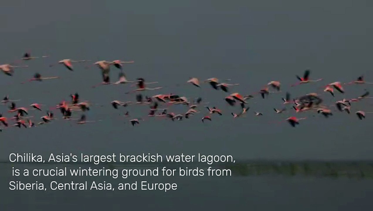 Chilika Lagoon
