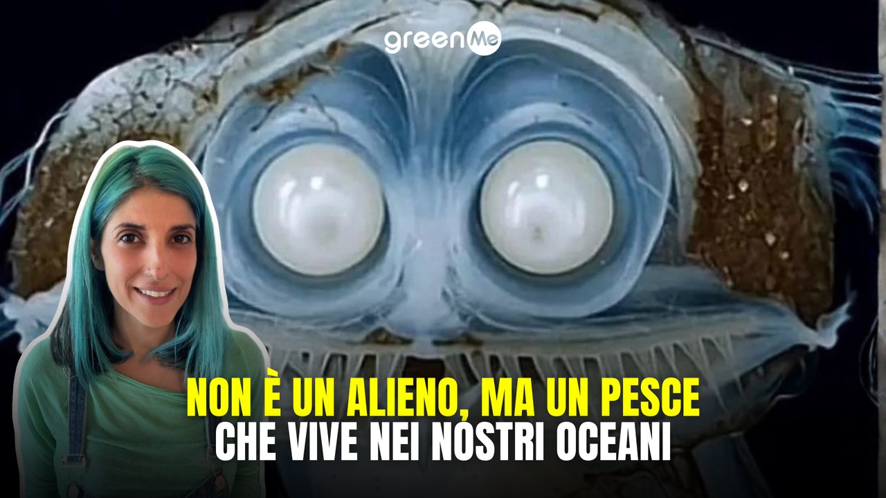 Non è un alieno, ma un pesce che vive nei nostri oceani