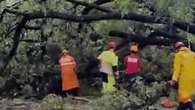 Árvore de grande porte cai em avenida da Região Centro-Sul