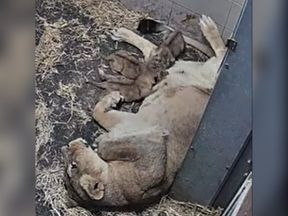 Seltener Tiernachwuchs: Schweriner Zoo begrüßt Löwen-Drillinge