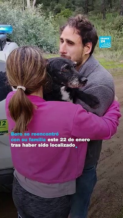 Les images émouvantes de Boro, un chien disparu dans la collision de trains qui a fait 45 morts en Espagne, qui vient d'être retrouvé