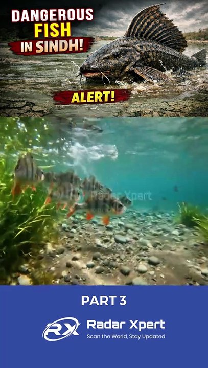 Amazon Sailfin Catfish Spotted in Sindh | Threat to Local Fish Explained - Part 3