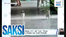 Puspin na sina 'C1' at 'C2,' tila nagkarera para sa cat food | Saksi