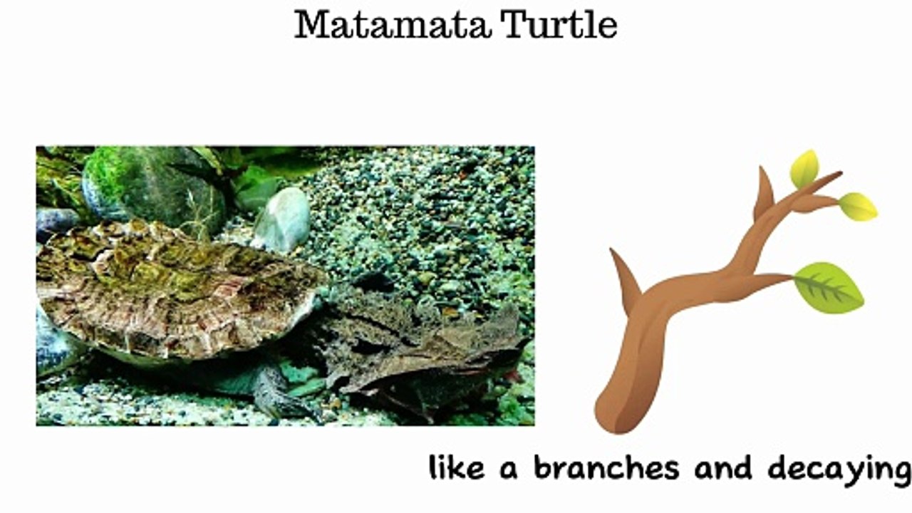 Every Strange Animal From The AMAZON - Explained