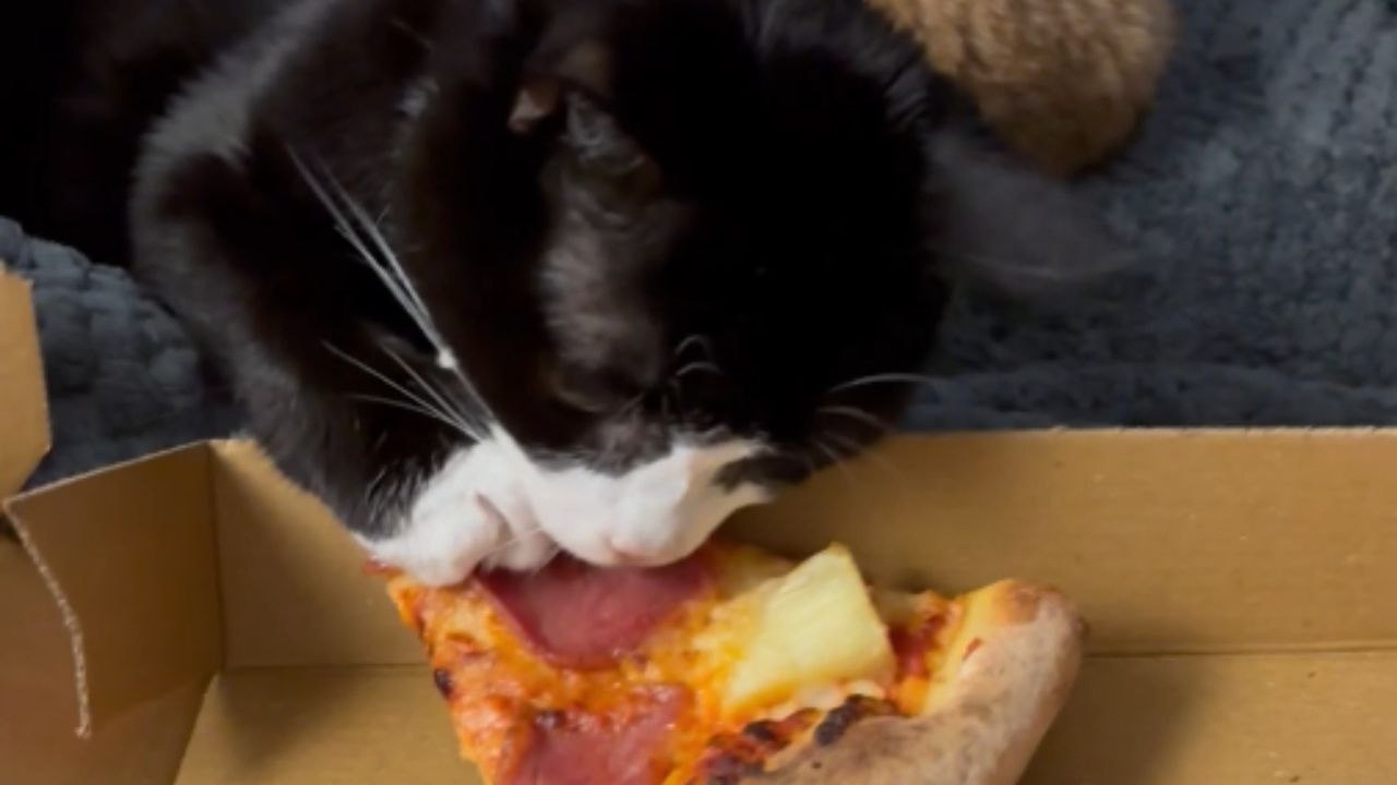 Chill tuxedo cat humors her owner by confidently grabbing pizza slice during a relaxed evening meal